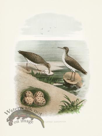 Thomas Gentry Bird 41